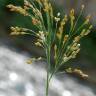 Fotografia 18 da espécie Panicum miliaceum do Jardim Botânico UTAD