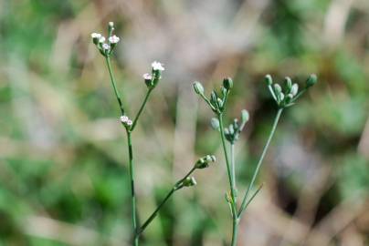 Fotografia da espécie Petroselinum segetum