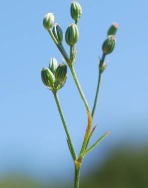 Fotografia 10 da espécie Petroselinum segetum no Jardim Botânico UTAD