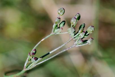 Fotografia da espécie Petroselinum segetum