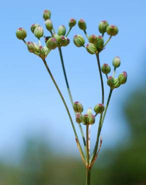 Fotografia 1 da espécie Petroselinum segetum no Jardim Botânico UTAD