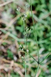 Fotografia da espécie Petroselinum segetum