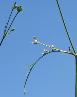 Fotografia 17 da espécie Petroselinum segetum no Jardim Botânico UTAD