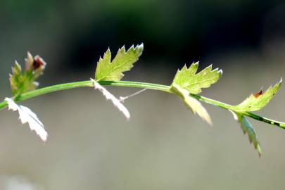 Fotografia da espécie Petroselinum segetum