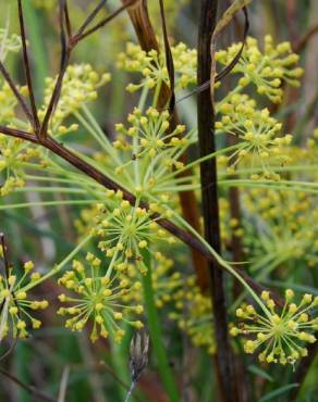 Fotografia 3 da espécie Peucedanum officinale no Jardim Botânico UTAD