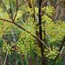 Fotografia 3 da espécie Peucedanum officinale do Jardim Botânico UTAD