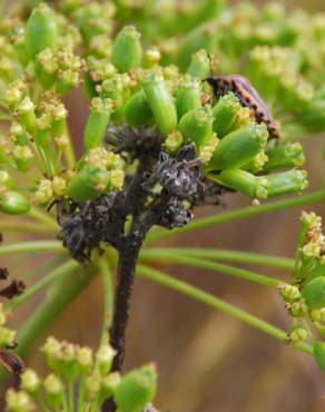 Fotografia 4 da espécie Peucedanum officinale no Jardim Botânico UTAD