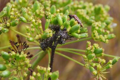 Fotografia da espécie Peucedanum officinale