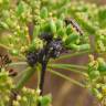 Fotografia 4 da espécie Peucedanum officinale do Jardim Botânico UTAD