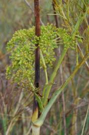 Fotografia da espécie Peucedanum officinale