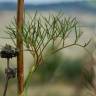 Fotografia 6 da espécie Peucedanum officinale do Jardim Botânico UTAD