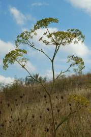 Fotografia da espécie Peucedanum officinale