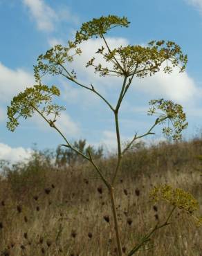 Fotografia 7 da espécie Peucedanum officinale no Jardim Botânico UTAD