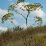 Fotografia 7 da espécie Peucedanum officinale do Jardim Botânico UTAD