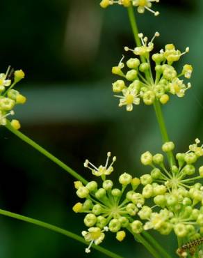 Fotografia 8 da espécie Peucedanum officinale no Jardim Botânico UTAD