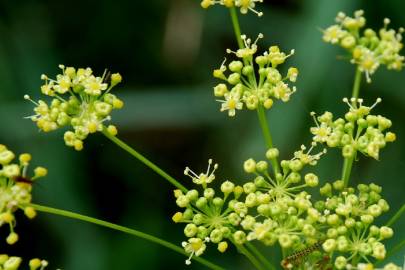 Fotografia da espécie Peucedanum officinale