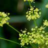 Fotografia 8 da espécie Peucedanum officinale do Jardim Botânico UTAD