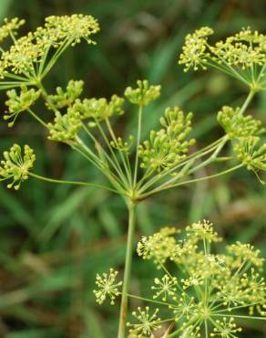 Fotografia 1 da espécie Peucedanum officinale no Jardim Botânico UTAD