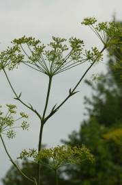 Fotografia da espécie Peucedanum officinale