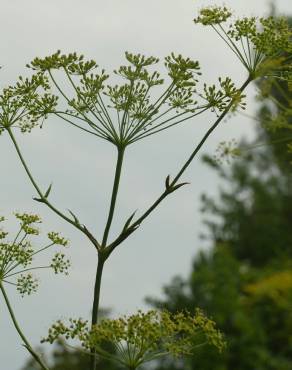 Fotografia 9 da espécie Peucedanum officinale no Jardim Botânico UTAD