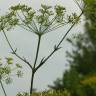 Fotografia 9 da espécie Peucedanum officinale do Jardim Botânico UTAD