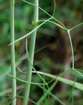 Fotografia 10 da espécie Peucedanum officinale no Jardim Botânico UTAD