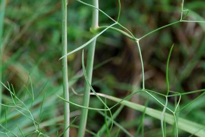 Fotografia da espécie Peucedanum officinale