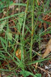 Fotografia da espécie Peucedanum officinale