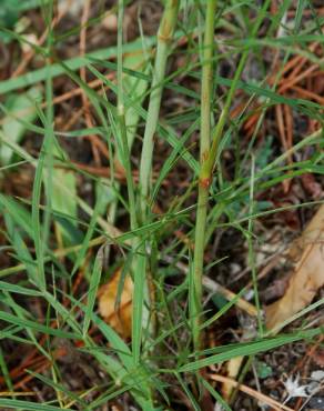 Fotografia 11 da espécie Peucedanum officinale no Jardim Botânico UTAD