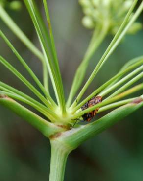 Fotografia 12 da espécie Peucedanum officinale no Jardim Botânico UTAD