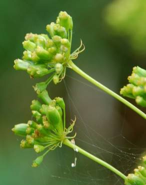 Fotografia 13 da espécie Peucedanum officinale no Jardim Botânico UTAD