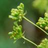 Fotografia 13 da espécie Peucedanum officinale do Jardim Botânico UTAD