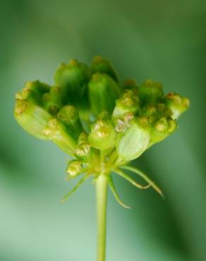 Fotografia 14 da espécie Peucedanum officinale no Jardim Botânico UTAD