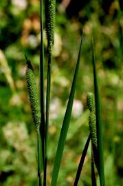 Fotografia da espécie Phleum pratense subesp. pratense