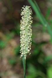 Fotografia da espécie Phleum pratense subesp. pratense