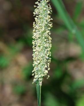 Fotografia 4 da espécie Phleum pratense subesp. pratense no Jardim Botânico UTAD