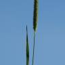 Fotografia 5 da espécie Phleum pratense subesp. pratense do Jardim Botânico UTAD