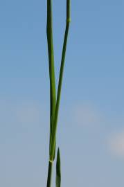 Fotografia da espécie Phleum pratense subesp. pratense