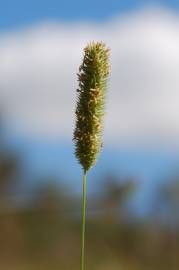 Fotografia da espécie Phleum pratense subesp. pratense