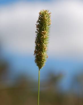 Fotografia 7 da espécie Phleum pratense subesp. pratense no Jardim Botânico UTAD