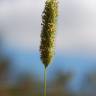 Fotografia 7 da espécie Phleum pratense subesp. pratense do Jardim Botânico UTAD