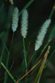 Fotografia da espécie Phleum pratense subesp. pratense