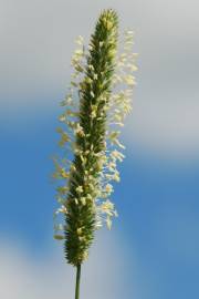 Fotografia da espécie Phleum pratense subesp. pratense