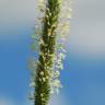 Fotografia 9 da espécie Phleum pratense subesp. pratense do Jardim Botânico UTAD