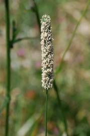 Fotografia da espécie Phleum pratense subesp. pratense