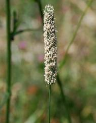 Phleum pratense subesp. pratense