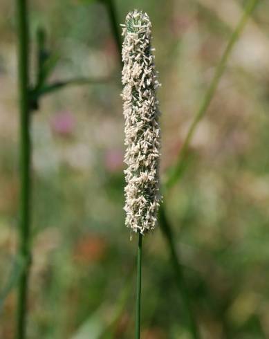 Fotografia de capa Phleum pratense subesp. pratense - do Jardim Botânico