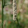 Fotografia 1 da espécie Phleum pratense subesp. pratense do Jardim Botânico UTAD