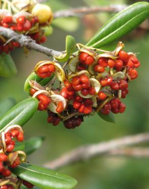 Fotografia 5 da espécie Pittosporum tobira no Jardim Botânico UTAD