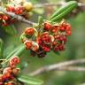 Fotografia 5 da espécie Pittosporum tobira do Jardim Botânico UTAD